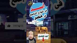 عاجل ظهور أسد فى شوارع التجمع بالقاهرة #shorts   #animals  #viral    #fyp  #explore