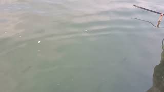 Amazing little fishes 🐟 off the pier in Pacific NorthWest PNW. Super relaxing ocean vibes!!