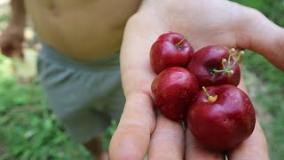 EP73. ACEROLA -- Una de las frutas con mayor contenido de VITAMINA C!!