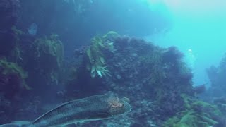 Diving Castle Rock off Pt Lonsdale