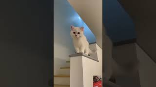 Funny catshort #cat #shortsvideo #shortvideo #shortsfeed #shorts #short #shortsviral