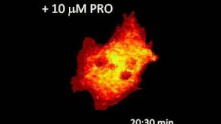 Dynamics of PKA activity in a neonatal cardiac myocyte