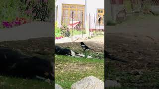 Magpie Trying to Wake Up a Dog #funnyanimals #beautifulanimals