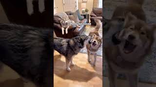 Another day, another husky rant 🗣️🎶 . . . #funnydog #huskies #dogsoftiktok #viral #dogsoftiktokviraL