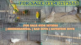 sheikhdaniyal | rad dove | motation dove | French | cages sale lotino Fisher