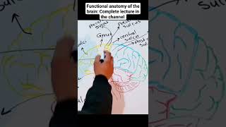 brain motor cortex #anatomy #nervoussystem  #neurology