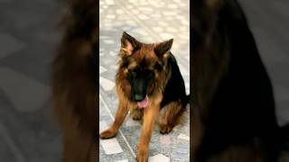 gsdindian kennel. Germansafed #gsdindian #dog  #germanshepherd German shepherd dog  German shepherd