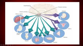 Endocrinology - Oxytocin and vasopressin/ADH (Posterior Pituitary Hormones) Physiology