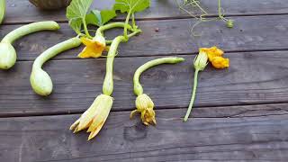 Trumpet squash lesson.  Listen up!