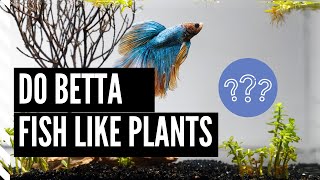 Do Betta Fish Like Plants? - Betta Fish Plants