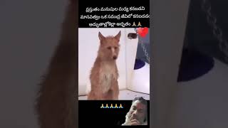 Dolphin saves dog 🐕 #telugu #dolphinlove #dog #lovehumanity #doglover #love #duet #song