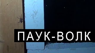 ПАУК-ВОЛК. В мире насекомых.