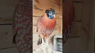 Bażant tragopan tyminek samiec i samica #birds #aviarylife #animals #aviary #pheasant #tragopan