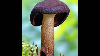 Identification of common edible mushrooms