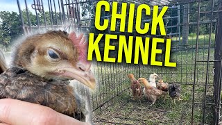 Chicks play in dog kennel