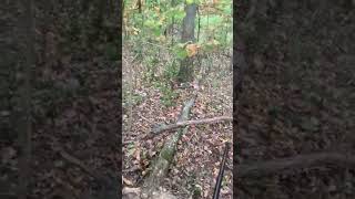 Hunting Squirrels with 1930’s Vintage Rifle #hunting #outdoors #hunt #shorts