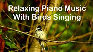 Relaxing Piano Music With Birds Singing for Stress Relief