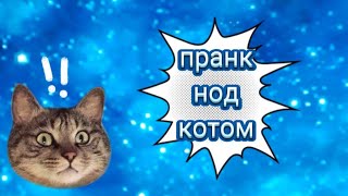 пранк над котом !🐈