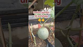 melon jumbo!!! #melon #ooktani93 #viralvideo #shorts #tranding