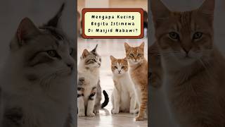 Fakta kucing-kucing di Masjid Nabawi