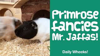 RUMBLESTRUTTING Guinea Pig NOISES | Female Guinea Pig Chases Male | GUINEA PIGGLES