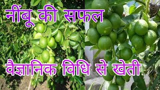 नींबू की खेती। Nimbu ki kheti kaise karen। Lemon farming। नींबू की खेती कब करें। Nimbu।