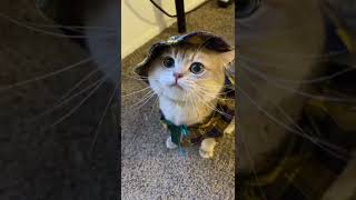 ash’s meow collection! Sound on, u gonna love it!😎 Tiktok meow__cash