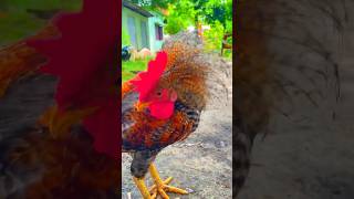 Funny chicken videos on YouTube | Funny animal videos chicken | short neck chicken🐔#shorts #chicken