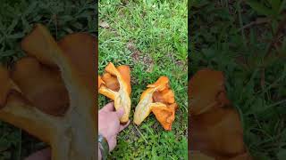 Poison Bioluminescent Jack-o'-lantern Mushroom. POISONOUS chanterelle look-a-like. Foraging Safely