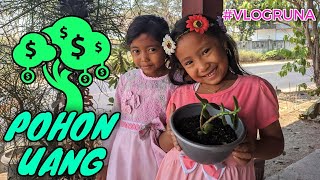 Menanam Pohon Uang Jade Plant Lucky Plant How to Grow and Care Jade Plant Money Plant Children Plant