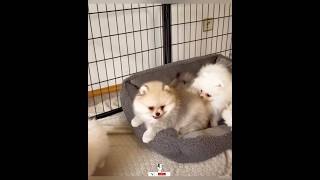 Cute Pomeranian Puppies 🐶