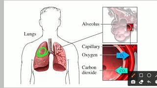 Respiratory failure: Everything you need to know.