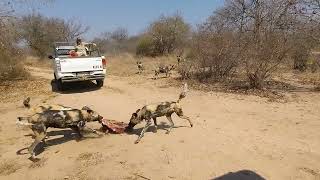 Painted Wild Dogs south Africa holiday (3)