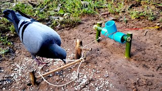 Easy Bird Trap Method Is work 100% using simple PVC,Bamboo and Rubber | Village Trap