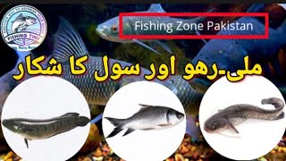 Catfish, Rahu and Soul Fishing (Snake Head) 3 in One. ملی مچھلی- رھو مچھلی اور سول مچھلی پکڑنا