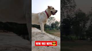 सब का बाप 😎#shorts #dog #viralvideo