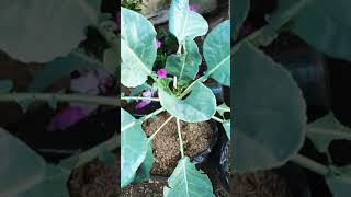 #shorts Cauliflower Before Flower | Pohon Kembang Kol Sebelum BerKembang #garden #gardening