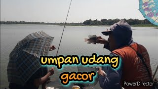 umpan udang gacor banget