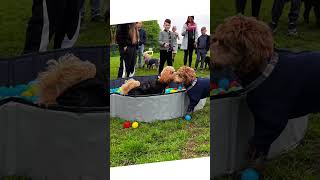 🐶 Party like a Cockapoo ⁣dog events (Scotland)