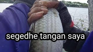 nemu spot ikan belanak segedhe tangan