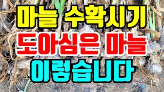 마늘 수확시기  도아심은 마늘 이정도 입니다. 수확방법, 말리는 방법