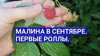 Вдог. Делаю роллы впервые.  Малина в конце сентября.