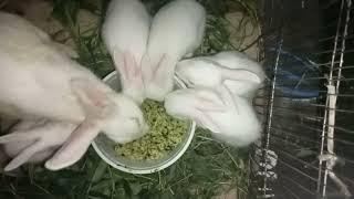 The Baby Bunnies Are Eating My Hand Made Food - Animal Insurance And Life #khorgosh #viral