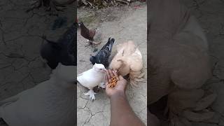 Tut jaaye Raja ji #pigeon #shorts #video #10mliek #2024new #video