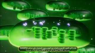 البلاستيدات الخضر - الخلية النباتية - علم الاحياء