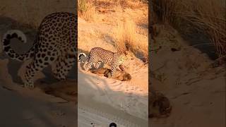 Leopard Kill Monkey #shortvideo #shortsfeed #viralvideo