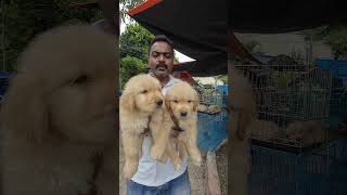 Golden Retriever puppies for sale (8013167203) #shorts #viral