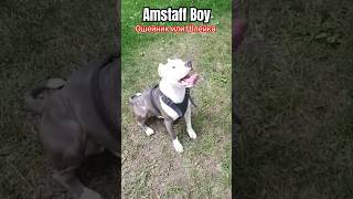 Ошейник или Шлейка #amstaff #dog #амстафф #собака #собаки #тренировка #качалка