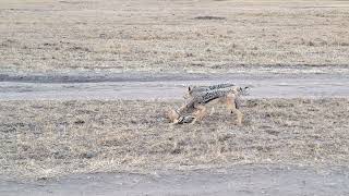 Jackals Successfully Hunt Down a Baby Gazelle