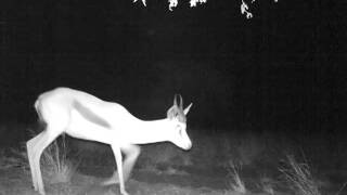 Springbok near campsite